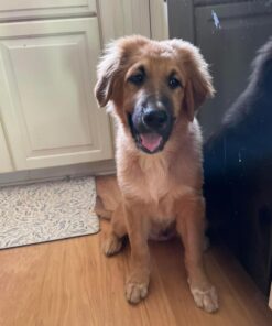 Embark Breed Identification Kit | Most Accurate Dog DNA Test | Test 350+ Dog Breeds | Breed ID Kit with Ancestry & Family Tree 52 615oZcD877L