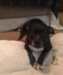 GOOD 'N' FUN Triple Flavor Chews, Rawhide Treats for Dogs 6 Count (Pack of 1) 31 615tKDB3bgL