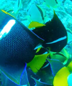 AKASO EK7000 4K30FPS 20MP Action Camera Ultra HD Underwater Camera 170 Degree Wide Angle 98FT Waterproof Camera Support External Microphone Black 33 615todCE2xL