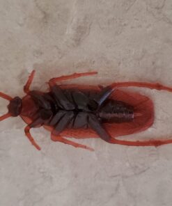Cooplay 20PCS - Fake Roaches Prank - Cockroach Bugs Look Real Black Red 35 615udGqSOML