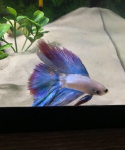 API AQUARIUM SALT Freshwater Aquarium Salt 67-Ounce Box (Packaging May Vary) 67 oz Aquarium Treatment 50 615wvYdn1oL