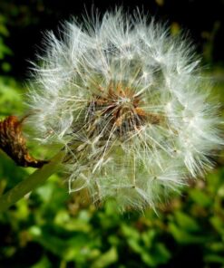 Nikon COOLPIX S3700 Digital Camera with 8x Optical Zoom and Built-In Wi-Fi (Silver) Silver Base 16 615yvtSTxvL