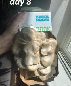 Back to the Roots Organic Oyster Mushroom Grow Kit, Harvest Gourmet Mushrooms In 10 Days 1 Count (Pack of 1) 71 6165jLBA0L