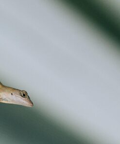 Sony 55mm F1.8 Sonnar T FE ZA Full Frame Prime Lens - Fixed Base 54 616637qbSnL