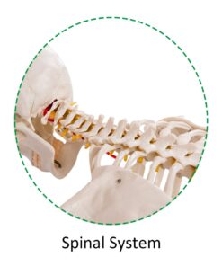 Giantex B010L18XEW Life Size 70.8" Human Anatomical Anatomy Skeleton Medical Model + Stand 37 616Bq0G8qsL