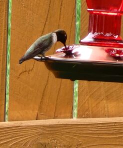 More Birds Red Jewel Hummingbird Feeder, Glass Hummingbird Feeders for Outdoors, 5 Feeding Stations, 20 Ounces Standard Packaging 36 616FZt1NwLL