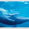 Mother and Calf - Hawaiian Humpback Whales (Koholā) - From an Original Color Photograph by Michael S. Nolan - Master Art Print (Unframed) 13in x 19in 13 x 19 in Poster Print 9 616H9WqtVBL