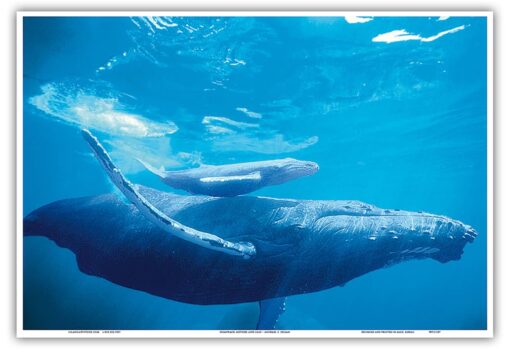 Mother and Calf - Hawaiian Humpback Whales (Koholā) - From an Original Color Photograph by Michael S. Nolan - Master Art Print (Unframed) 13in x 19in 13 x 19 in Poster Print