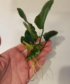Anubias Barteri Coin Leaves Live Aquarium Plants Freshwater Rhizome 3 Days Live Guaranteed by Mainam 33 616S4BLF4ML