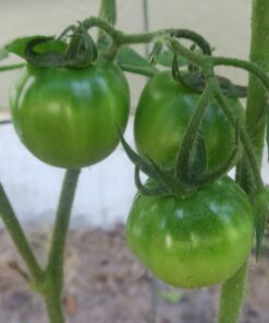 Heirloom Seeds for Planting Vegetables and Fruits - Survival Essentials 135 Variety Seed Vault - Medicinal Herb Seeds - Grow Healthy Non-GMO Food 46 616bshNMmcL