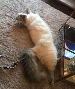 iPrimio Large Cat Litter Trapper Mat with Exclusive Urine/Waterproof Layer - Cat Litter Mat - Larger Holes with Urine Puppy Pad Option for Messy Cats - Soft on Paws and Light - 30" x 23" (Black Color) 30x23 - Black 59 616cliQ5SiL