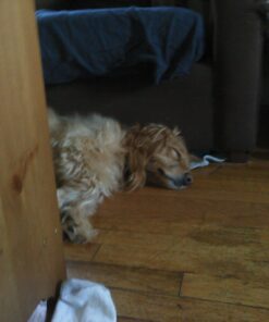 Poop Bags, Environment Friendly Pets N Bags Dog Waste Bags, Biodegradable, Refill Rolls, Includes Dispenser (16 Rolls / 240 Count) 16 Count (Pack of 1) 41 616h3EbpmSL