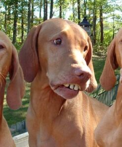 Coghlan's Multi-Spice 1 Pack Multicolor 18 616hYIdj2YL