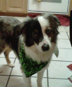 PetSafe Basic Bark Control Collar for Dogs 8 lb. and Up, Anti-Bark Training Device, Waterproof, Static Correction, Canine - Automatic Dog Training Collar to Decrease Barking, PBC-102 33 616oZcom1L