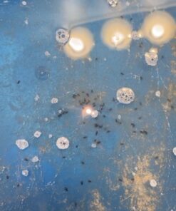 Zoecon Precor 2000 Plus Premise Spray, 16 oz. 14 616rwrTDjVL