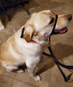 PetSafe® Gentle Leader® Headcollar, No-Pull Dog Collar, Large 60-130 Lb., Black 25 6172s6dtVbL