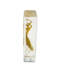 REALBUG Praying Mantis Paperweight (1 5/8 x 4 3/8 x 1 1/8") 9 61736LJH49L