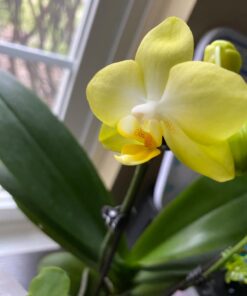 Miracle-Gro Ready-To-Use Orchid Plant Food Mist, 8 oz., Feeds Plants Instantly, 1 Pack 40 6179OclP ML