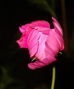 Big Pack - Cosmos USA Mix (8,000+) Flower Seeds By MySeeds.Co (Big Pack - Cosmos Mix) 50 617D5seL7WL