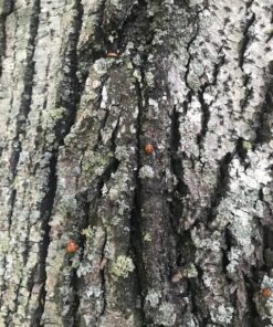 300 Live Ladybugs - Good Bugs - Ladybugs - Guaranteed Live Delivery! 45 617Dlp1 DL