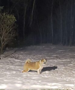 SOLLA 150W LED Flood Light, IP66 Waterproof, 12000lm, 800W Equivalent, Super Bright Outdoor Security Lights, 3000K Warm White, Outdoor Floodlight for Garage, Garden, Lawn and Yard 32 617G9ew95IL