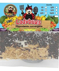 300 Live Ladybugs - Good Bugs - Ladybugs - Guaranteed Live Delivery! 29 617GEd4hWwL