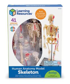 Alternative view of Learning Resources Skeleton Model, Miniature Model, Easy to Manipulate, 41-Piece Model, Ages 8+ Multi-color, 9.2 inches tall
