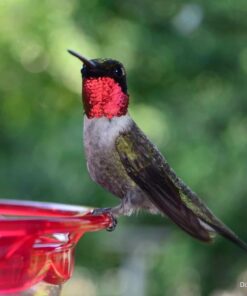 Nikon ML-L3 Wireless Remote Control 43 617WTc32gxL