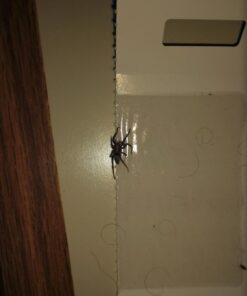 Trapper Insect Trap (Great for Bed Bugs, Spiders, Cockroaches) - Includes 90 Traps 17 617dQ9IaYSL