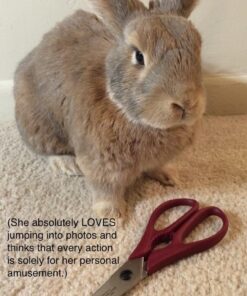 Victorinox Cutlery 4-Inch Kitchen Shear, Red Poly Handle 16 617guHRBcbL