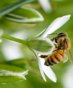 Nikon AF-S VR Micro-NIKKOR 105mm f/2.8G IF-ED Lens Lens Only 72 617hjhvY3yL