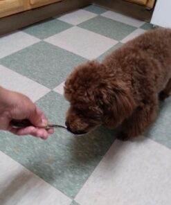 Vetoquinol Nutri-Cal 4.25 Oz - High Calorie Supplement for Cats and Dogs 35 617pmgOzGL 1