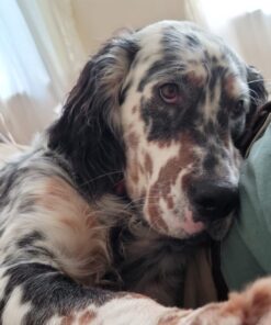 Lucky Premium Treats Chicken Wrapped Rawhide – All-Natural Rawhide and Chicken Dog Treats, Gluten Free Premium Medium Dog Treats (32 Chews) 32 Count (Pack of 1) 17 617qOw55kL