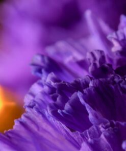 Neewer 4-Way Macro Focusing Focus Rail Slider/Close-Up Shooting for Canon Nikon, Pentax, Olympus, Sony, Samsung and Other Digital SLR Camera and DC with Standard 1/4-Inch Screw Hole 55 617rUIxzJYL