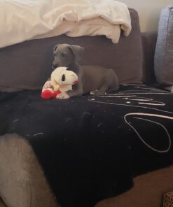 Multipet Plush Dog Toy, Lambchop, 10", White/Tan, Small 10" 33 618 AUU4LLL