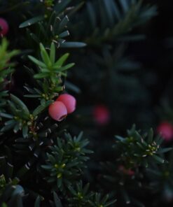 Sigma 18-35mm F1.8 Art DC HSM Lens for Nikon US Version 61 6181JjY46OL