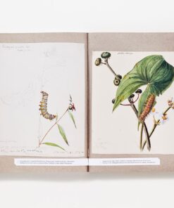 The Butterflies of North America: Titian Peale's Lost Manuscript 18 6184Y5q BlL