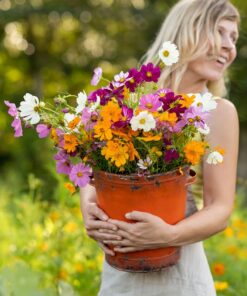 Alternative view of Eden Brothers Crazy for Cosmos Flower Mixed Seeds for Planting, 1/4 lb, 120,000+ Seeds with Cosmos Gloria, Pinkie, Purity | Attracts Pollinators, Plant in Spring or Fall, Zones 3, 4, 5, 6, 7, 8, 9, 10 1/4 Pound