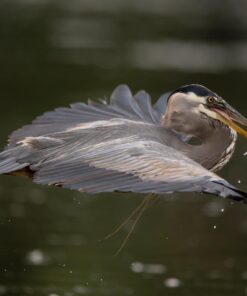 Nikon AF-S FX NIKKOR 600mm f/4E FL ED Vibration Reduction Fixed Zoom Lens with Auto Focus for Nikon DSLR Cameras 20 618DRXwIN9L