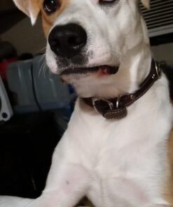 Advantus (Imidacloprid) Chewable Flea Treatment for Large Dogs, 7 Count, 23-110 Pound 33 618FDHU2 zL