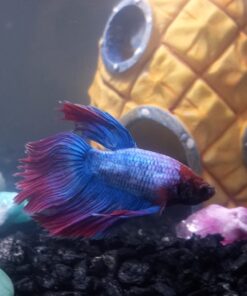 Penn-Plax Spongebob Squarepants Officially Licensed Aquarium Ornament – Spongebob’s Pineapple House – Medium 5.25" Pineapple House 29 618KyjqAyCL