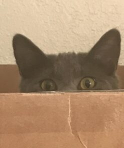 Meow Mix Bistro Recipes Dry Cat Food, Rotisserie Chicken Flavor, 12 Pound Bag 12 Pound (Pack of 1) 37 618Q7iqv1L