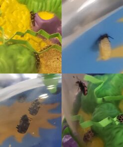 Insect Lore Live Ladybug Growing Kit Toy -unisex-children Original Ladybug Land 34 618RRaAEALL