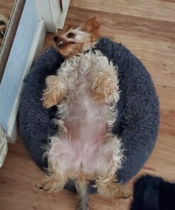 Isle of Dogs Keratin Volume Conditioner, 16 Ounce, MultiColor (830-16) 19 618Uv5DuFaL