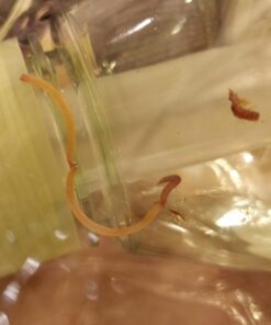 CoreGear Classic USA Misters 1.5 Liter Personal Water Mister Pump Spray Bottle Blue 26 618dg6xlntL 1