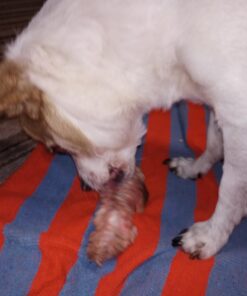 Meat Thermometer Digital, Meat Thermometers for Grilling and Cooking, Waterproof Instant Read Food Thermometer with Accurate Readings, Large LED Backlit Display and Foldable Probe for Kitchen & BBQ Black 32 618fC8RqdtL