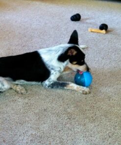 Our Pets Smarter Toys IQ Treat Ball - Colors Mary Vary - 4" (2130010792) IQ TREAT BALL 4" 38 618fTzDz4LL