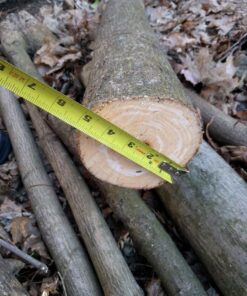 BLACK+DECKER 20V MAX Chainsaw Kit, Cordless, 10 inch, Tool-Free Chain Tensioning, Oil Lubrication System, Battery and Charger Included (LCS1020) 20V Chainsaw Kit 44 618jGUktFSL