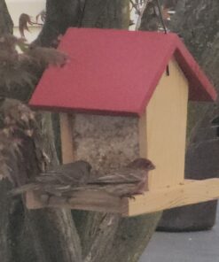 Wagner's 62004 Eastern Regional Wild Bird Food, 20-Pound Bag 23 618z7KxxgVL