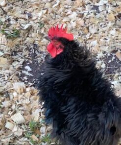 RentACoop 2 Gallon Chicken BPA-Free Plastic Bucket Waterer Set with 4 Horizontal Nipples - Corner Placement 35 619636pnGeL